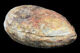 Triassic Fossil Fish (Boreosomus) In Nodule - Madagascar #53655-3